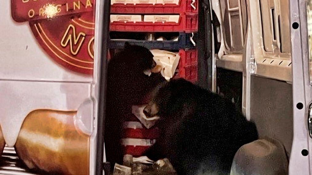 FILE - This Tuesday, Sept. 12, 2023 photo provided by Shelly Deano shows two bears getting into a donut truck in Anchorage, Alaska. The bears on an Alaska military base raided the Krispy Kreme doughnut van that was stopped outside a convenience store during its delivery route. (Shelly Deano via AP)