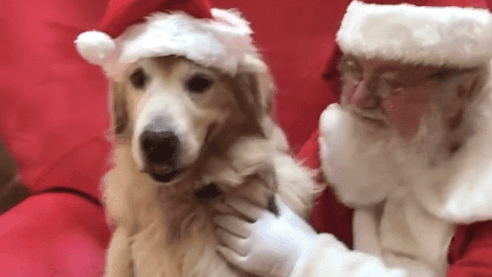 Meet Santa, the golden retriever (@googlethegolden)