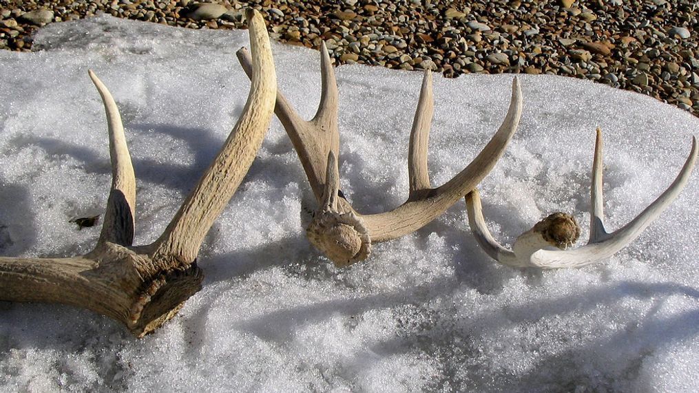 Utah resident wins $10K after finding mule deer shed antler in treasure hunt (Photo: Utah DWR/FILE)