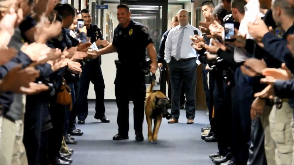 Senior Officer Chris Dalton and his K-9 partner&nbsp;Bronx are saluted&nbsp;Friday, Jan. 5, 2018, on Bronx's retirement day at the Bakersfield Police Department. (Photo from video provided by BPD)