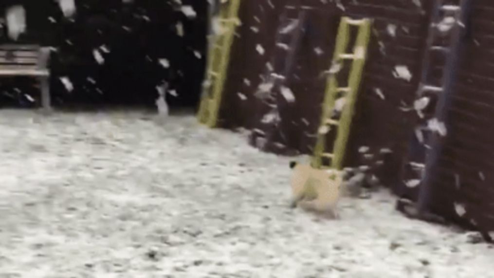 Pug overjoyed by first snow experience (@TheWomanfredi via Storyful)