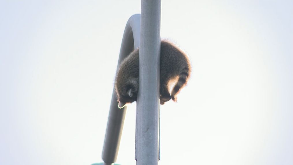 A raccoon sits on a light pole on Route 146 north in Providence, R.I. on Tuesday, June 13, 2023. (WJAR){&nbsp;}