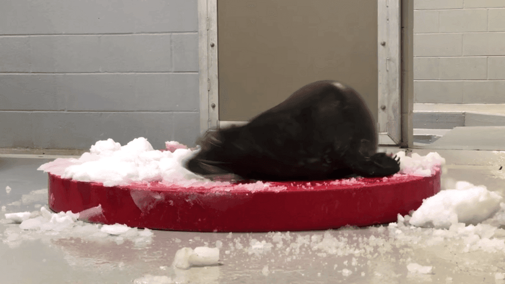 A seal experienced snow for the first time at the Columbus Zoo in Powell, Ohio, on Sunday, Dec. 6, 2020. (Courtesy: Columbus Zoo and Aquarium)