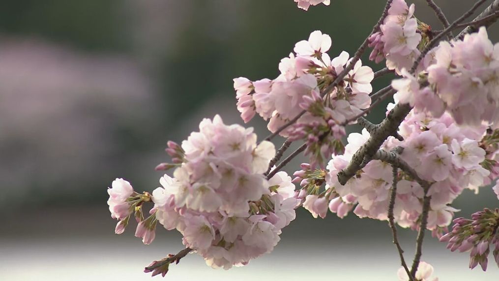 Photo taken Monday, March 18, 2024, at the Tidal Basin in Washington, D.C. of cherry blossoms in peak bloom. (Joe Ball/7News)