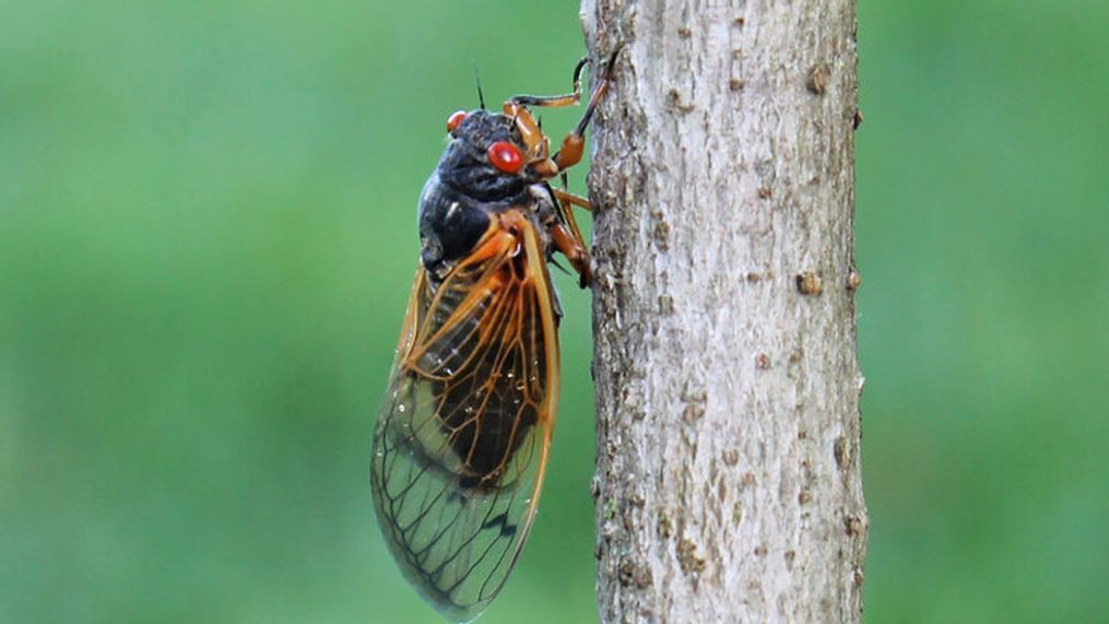 {p}It's an event that happens every 17 years - but with a pandemic under the world's belt, trillions of cicadas emerging from the ground may feel apocalyptic. (Image: Michael Raupp/UMD){/p}