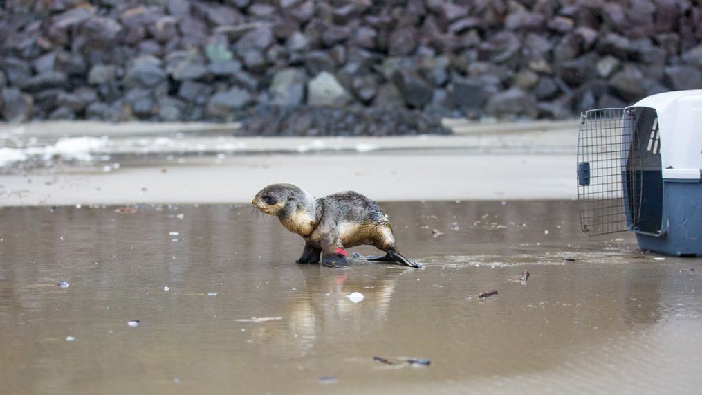 "Excitement and anticipation filled the air as the seal tentatively peered out of its carrier before heading toward the water," Oregon Coast Aquarium said in a statement. (Oregon Coast Aquarium){p}{/p}