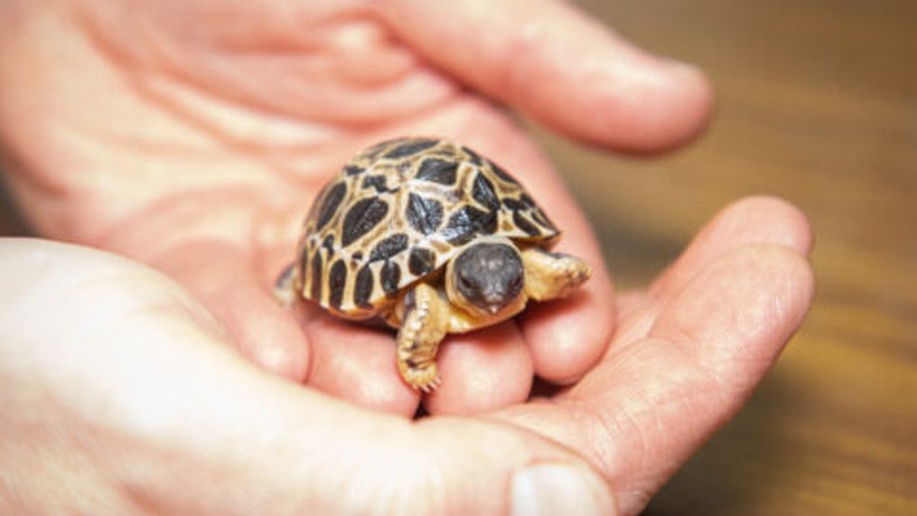 Mr. Pickles the tortoise becomes oldest first-time father at Houston Zoo (Photo: Houston Zoo) 