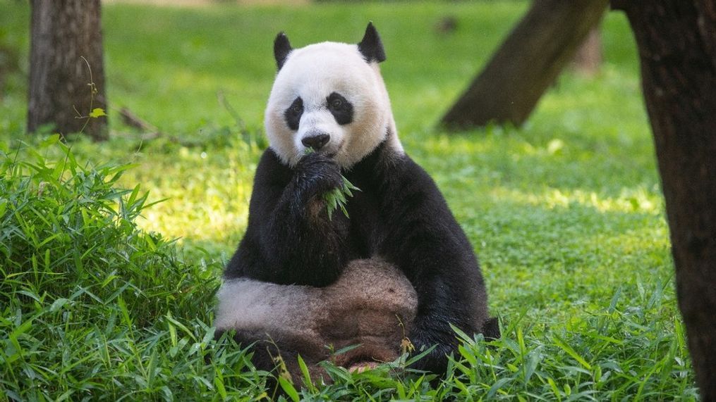 Giant panda Mei Xiang at the Smithsonian’s National Zoo (Skip Brown/Smithsonian’s National Zoo)