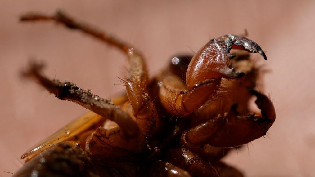 A periodical cicada nymph wiggles its forelimbs on the campus of Georgia Institute of Technology in Atlanta on Thursday, March 28, 2024. (AP Photo/Carolyn Kaster)