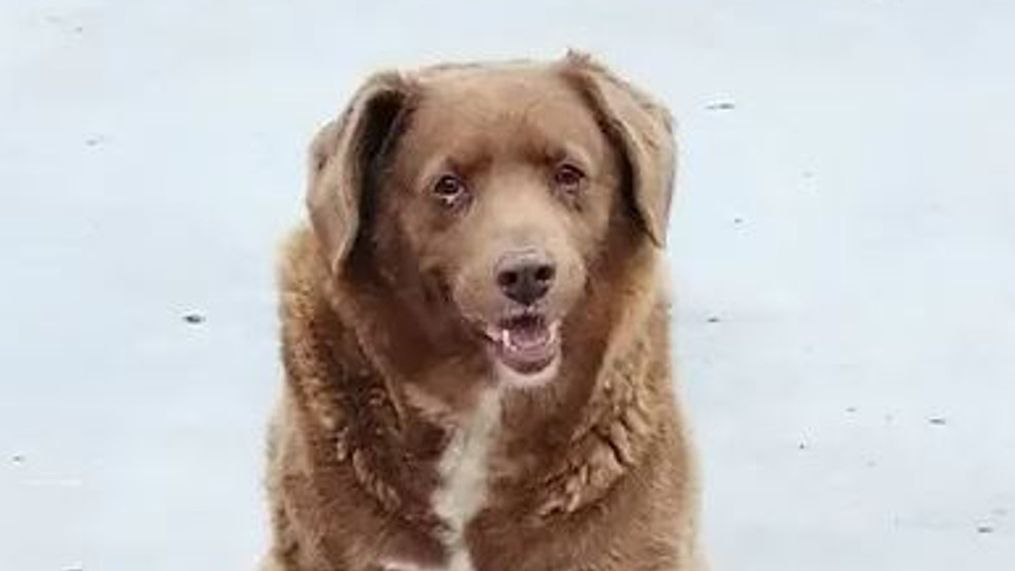 World's oldest living dog, Bobi (Credit Guinness World Records)