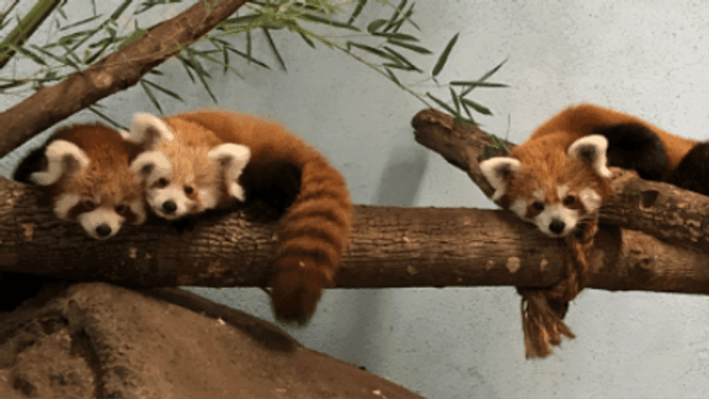 Red panda cubs (Credit: Birmingham Zoo){&nbsp;}