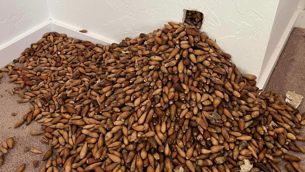 Woodpecker stashes more than 700 pounds of acorns in house, pest control company says (Photo: Nick's Extreme Pest Control) 