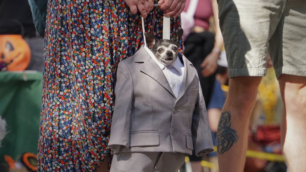 25th Annual Great PUPkin Dog Costume Contest (Photo: Emily Faber, The National Desk)