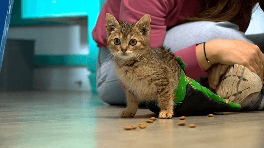 Tommy, a kitten who was found under a house in December and soon discovered to not have function of his back legs due to paralysis, has not let his limitations stop him from adapting and being determined to get around by dragging himself with his two front legs. (Photo credit: WLOS staff)