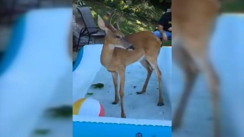 An East Bank family encounters a wild and playful deer. (Courtesy of Amy Dempsey){p}{/p}{p}{/p}{p}{/p}