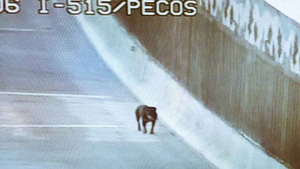 Fido on the freeway: Nevada troopers corral dog roaming on US 95 near Pecos. (Nevada Highway Patrol)