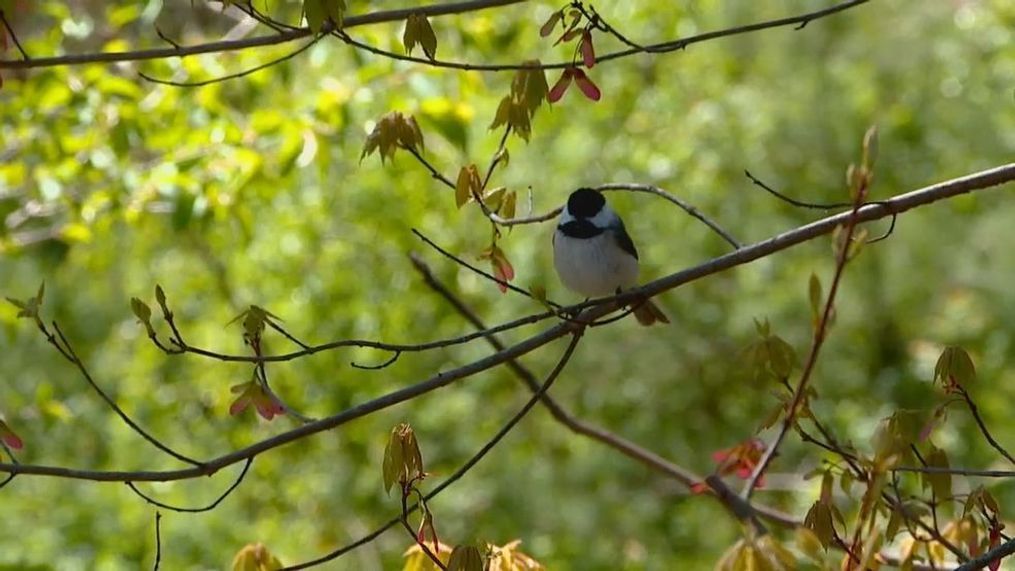 You can enjoy the sounds of nature while following state and local authorities' stay-home directives. (Photo credit: WLOS staff)