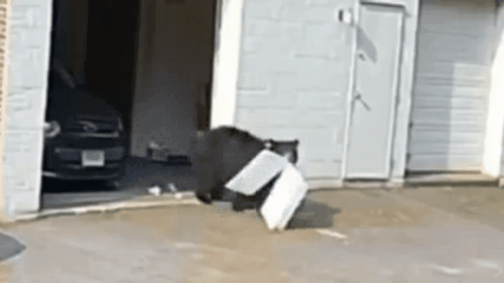 VIDEO: Black bear strolls into garage at Connecticut bakery, takes 60 cupcakes (Video: Taste by Spellbound)