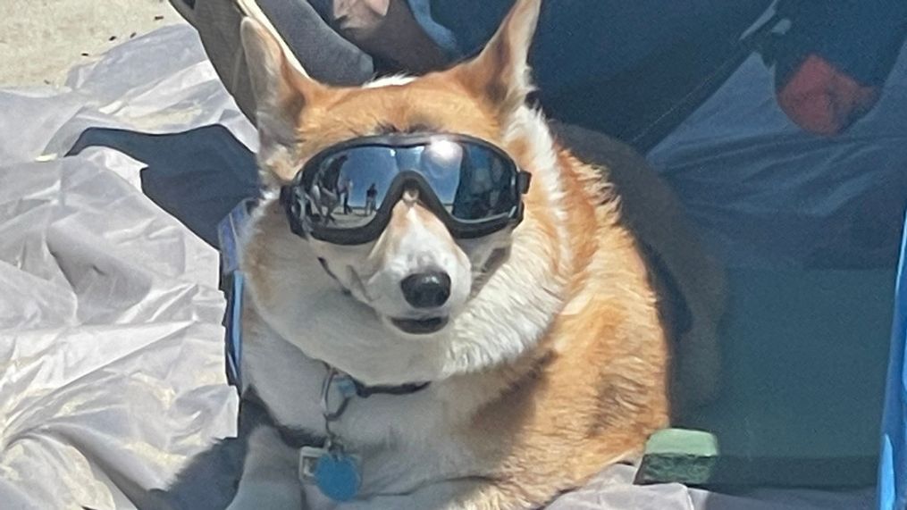 Corgi Beach Takeover Day. (Caitlin Race)