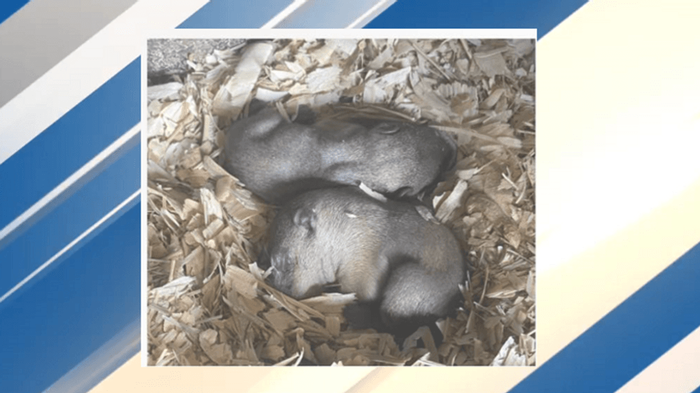 Punxsutawney Phil babies (Punxsutawney Groundhog Club)