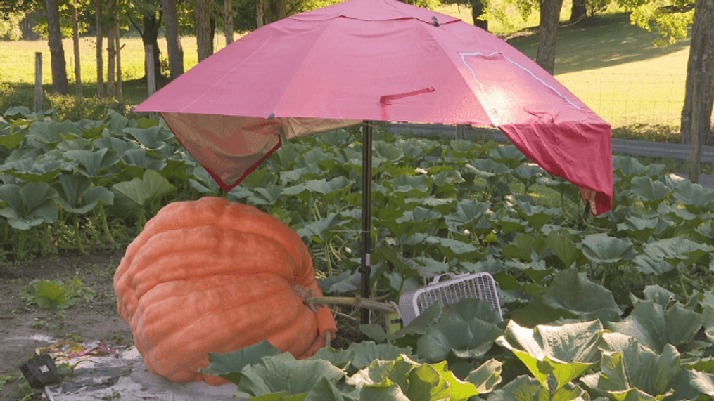 Giant pumpkins from Southwest Virginia headed to Dollywood (WCYB)