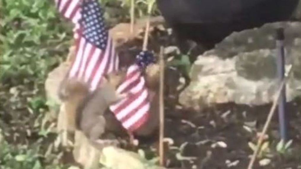 Two squirrels were recorded stealing American flags from a San Antonio family's front yard. (Courtesy Devin Rivera-Duque)