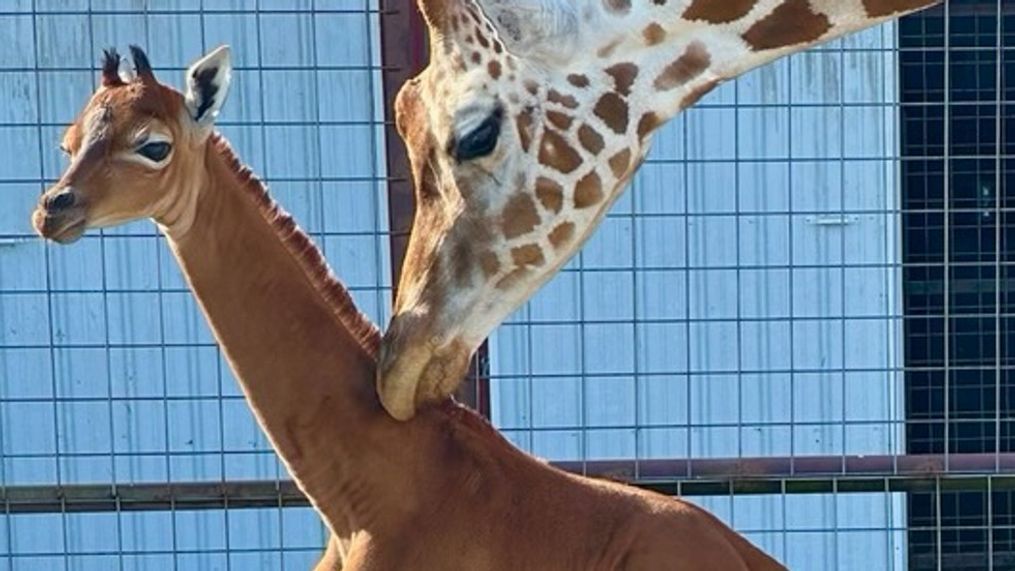 World's only spotless giraffe born at Tennessee zoo, public asked to help name her (Photo: Brights Zoo){&nbsp;}