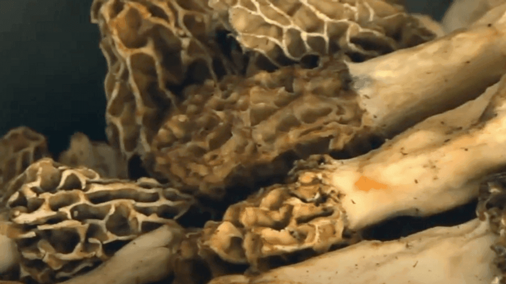 Morel mushrooms (WICS)