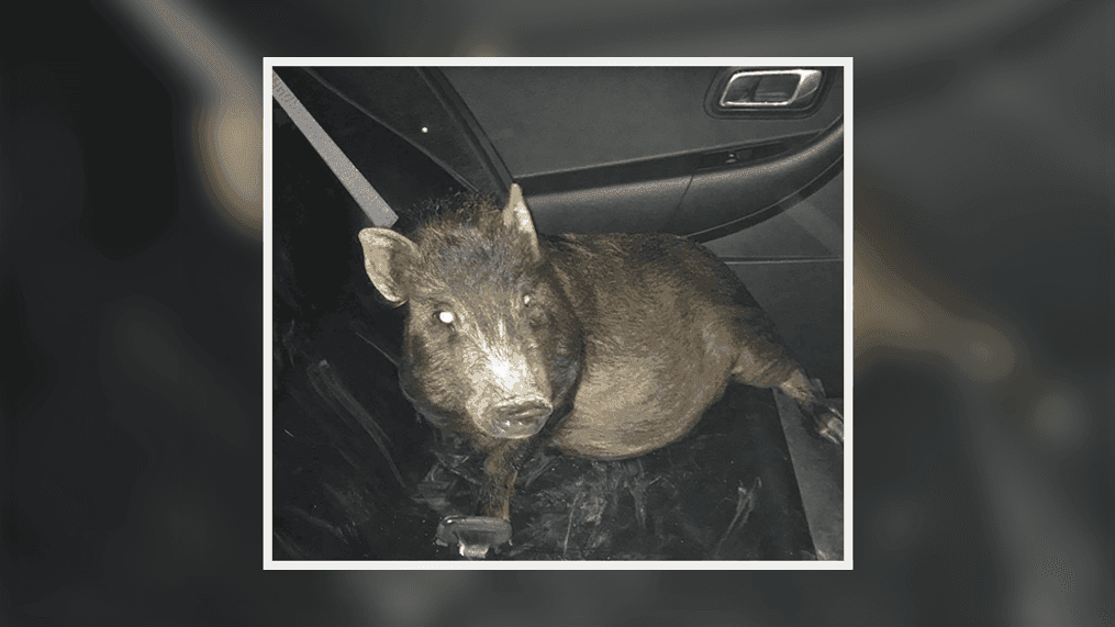 Man calls police, says he's being followed by unknown pig. (North Ridgeville Police Department)