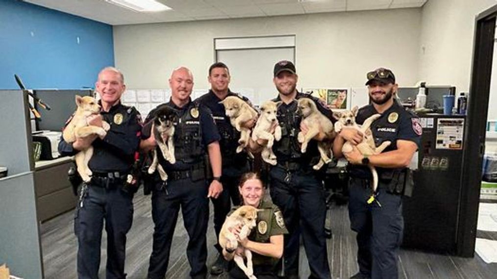 7 puppies taken in by police after being found playing in the road in Cedar Park (Cedar Park Police Department)