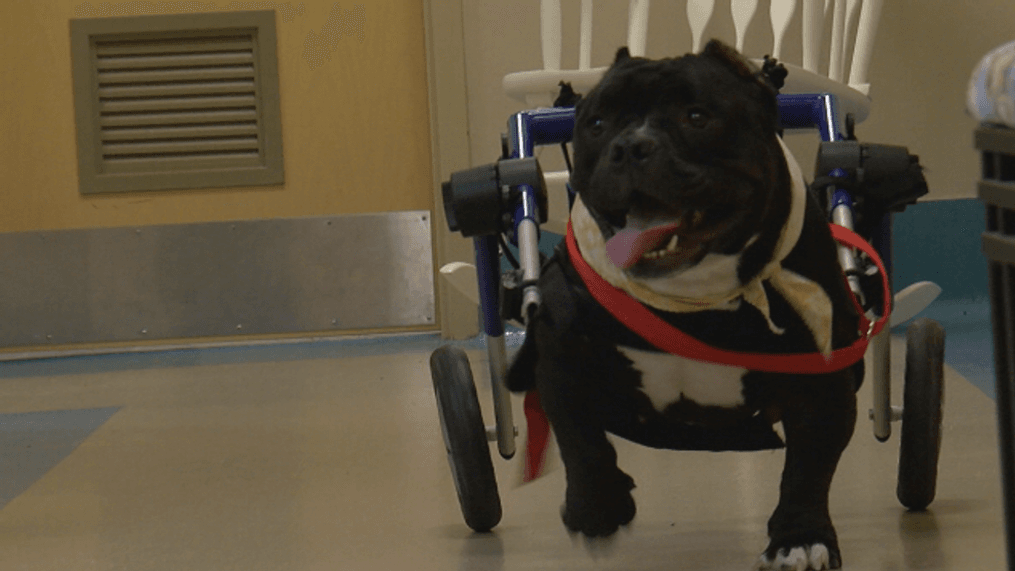 Dog in wheelchair searching for forever home (Photo: WACH){p}{/p}