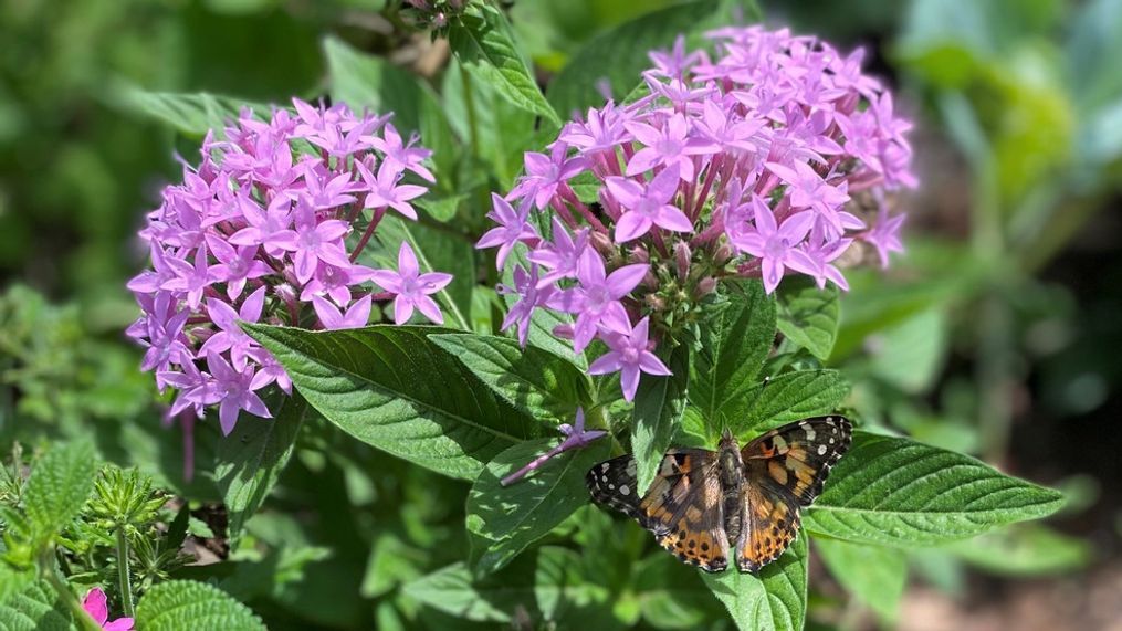 The Charlie Miller Butterfly Exhibit at Lost River Cave (Photo: WZTV)