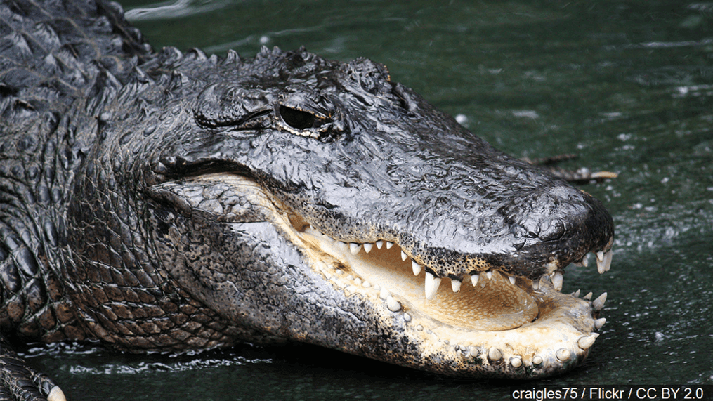 FILE - An alligator. (craigles75 / Flickr / CC BY 2.0 via MGN)