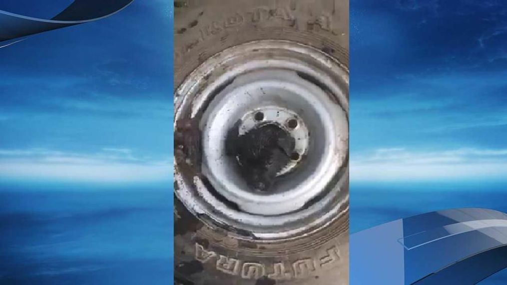 Puppy rescued after getting head stuck in rim of car wheel near Austin, Texas. (Bastrop County Animal Control and Shelter)