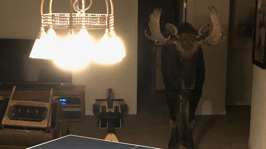 A photo shared by CPW shows the moose standing patiently next to a ping pong table in the finished basement. (Photo: Colorado Parks and Wildlife)