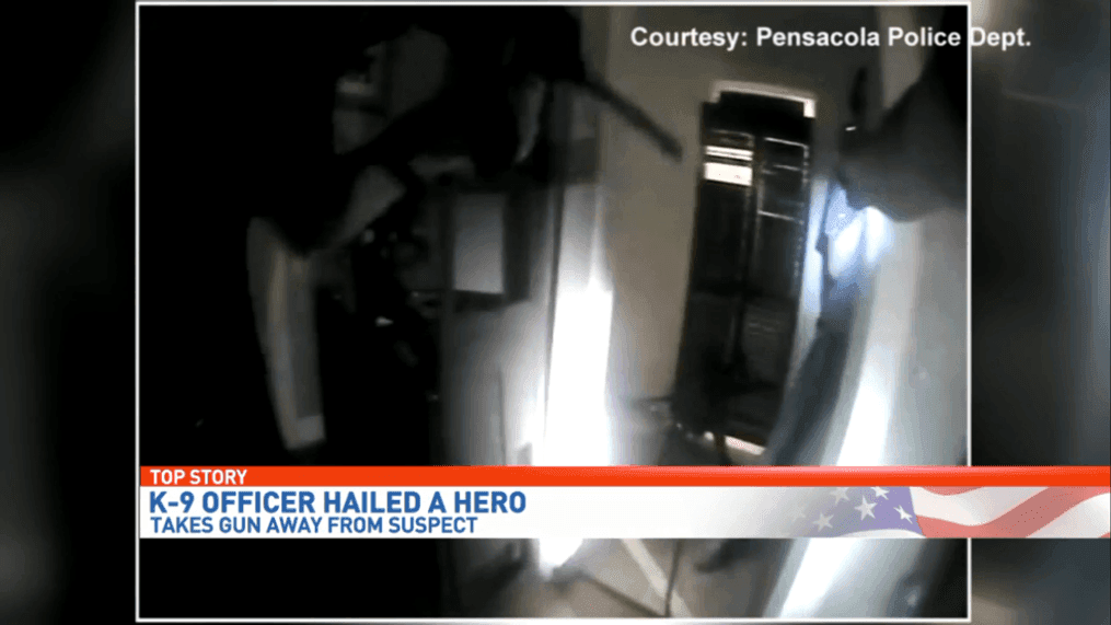 Pensacola K-9 takes gun away from suspect, hailed a hero