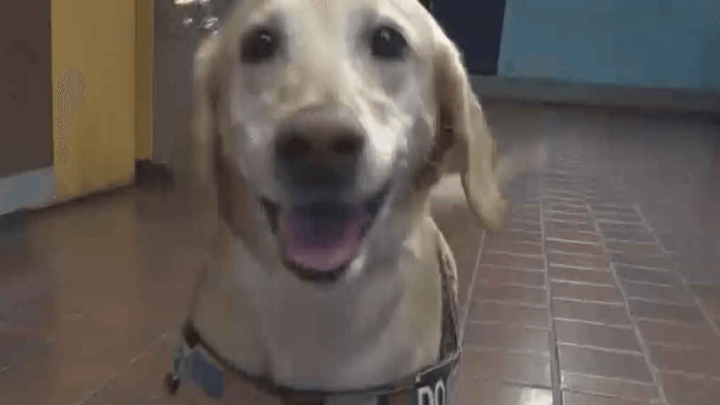 Summer, an 8-year-old Yellow Labrador, will receive a presigious award for saving thousands of lives in Afghanistan.{&nbsp;} Tuesday, July 10, 2018. (ABC7 photo){&nbsp;}