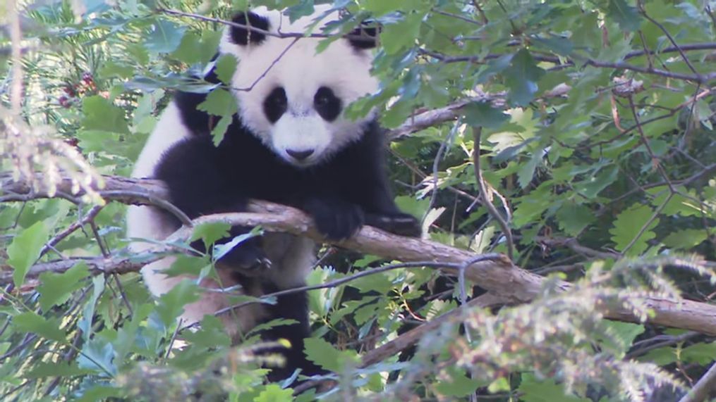 Panda cub Xiao Qi Ji plays at the National Zoo on May 20, 2021. (Image: 7News)