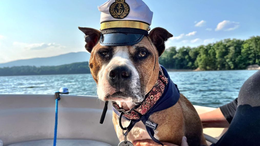 2023 - Theo got to check a big adventure off his bucket list thanks to a News 13 viewer in Old Fort -- going on a boat ride around Lake James! Theo's mom, Mars Hill animal behaviorist Trish McMillan, made a bucket list for him after discovering he had cancer. One by one, community members have been coming forward, helping the pup out. (Photo credit: WLOS Staff)