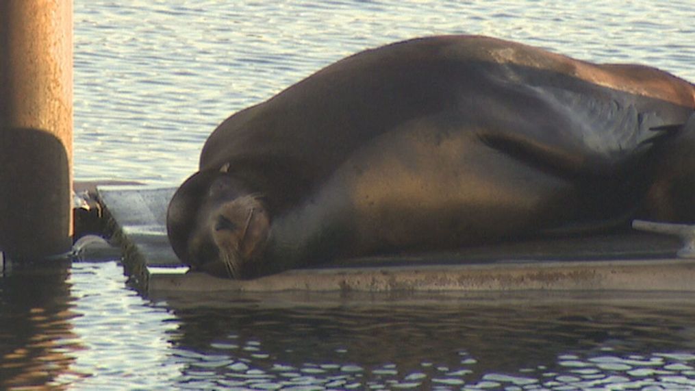 Hayden Island Sea Lions - KATU photo