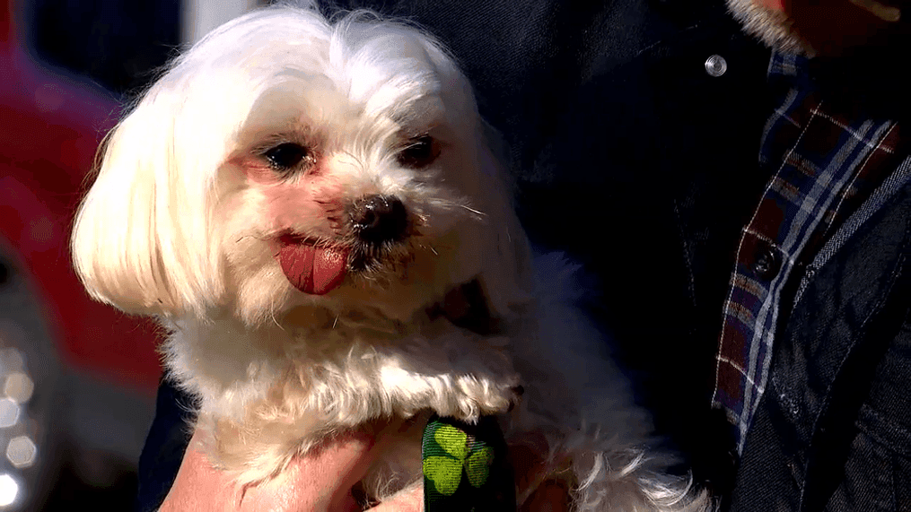 Howie, a Maltese show dog, spent five years in a puppy mill where his teeth were pulled and vocal cords cut. But a North Carolina family was able to take him in when he was rescued. Now, he's a contender for this year's Cadbury Bunny Tryouts. (Photo credit: WLOS)