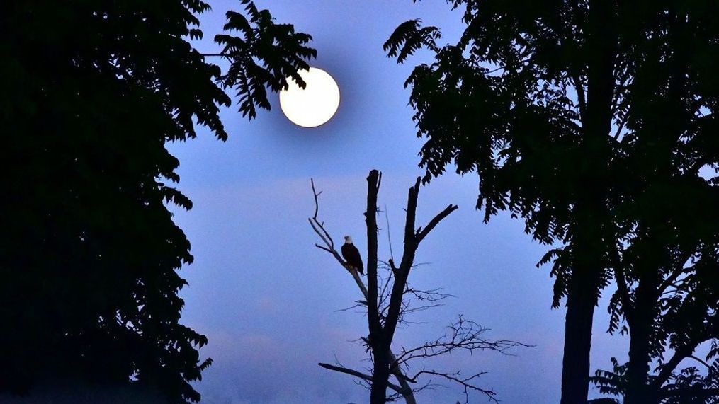 Cindy Roberson' Stanton at Hueston Woods State Park (Photo: ChimeIn)