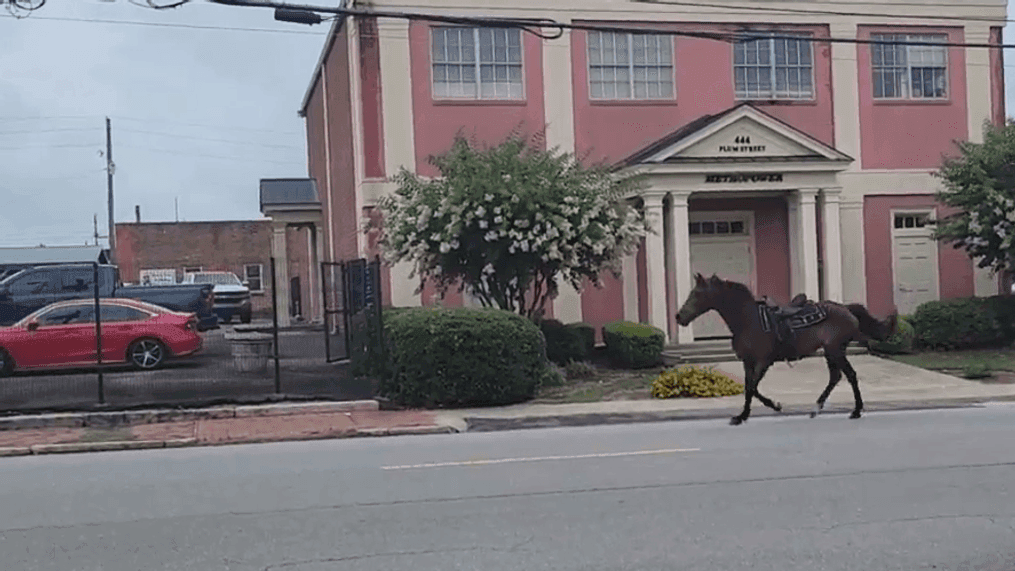 Cowboy Greg Collins wrangles up a runaway horse in Georgia. (Photo: Brandon McGouirk/WGXA){&nbsp;}