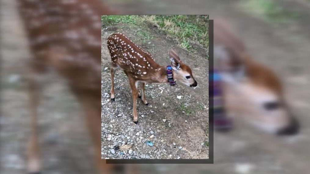 Deputies in Athens County found a pet deer while searching a home in Nelsonville Friday (WSYX/WTTE){p}{/p}