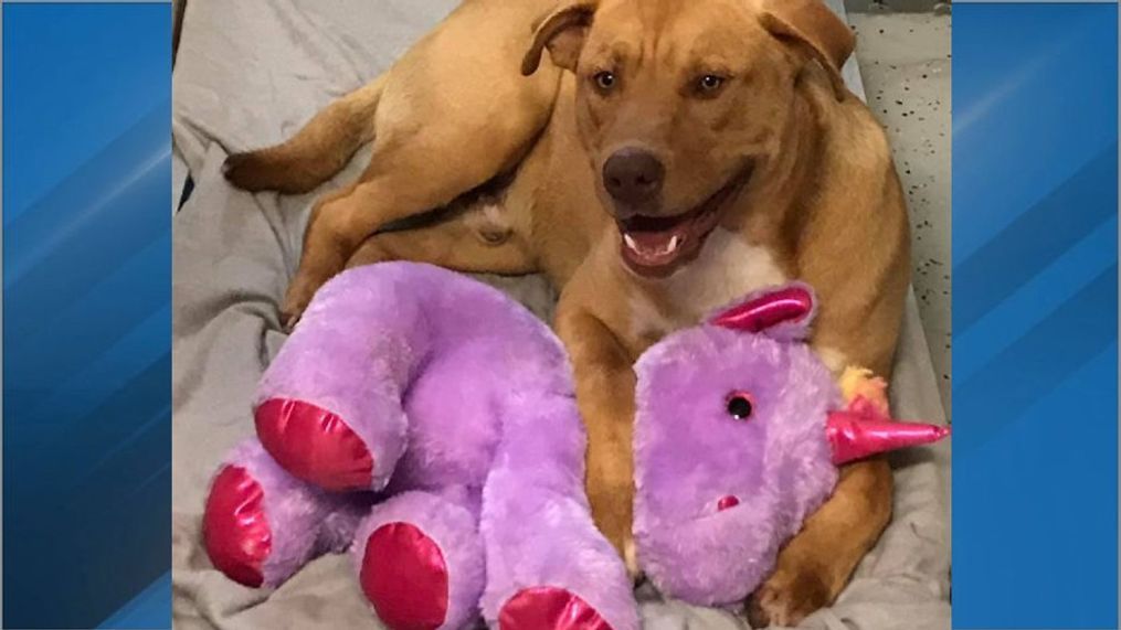 {p}The 1-year-old Lab mix was spotted wandering around the Dollar General in Mount Olive, trying to sneak in multiple times to steal a purple stuffed unicorn. Employees called Duplin County Animal Control, but the pup wasn't charged for the crime; an officer bought the unicorn for him instead. (Photo of Sisu via Duplin County Animal Services on Facebook){/p}