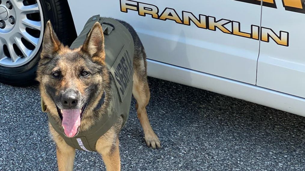 Two-year-old Sasha now has a new bullet and stab proof vest as a K-9 officer with the Franklin County Sheriff's Office (Deputy Alejandro/FCSO)