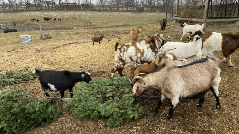 Farm requests leftover Christmas trees be donated to its goats for a healthy treat (WHP)