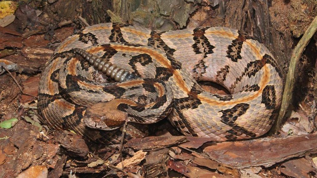 Canebrake (Timber) Rattlesnake [Credit: Jake Scott]