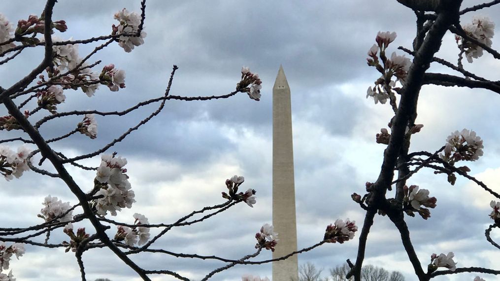 Blossoms reach stage 5 as full bloom nears. (Sammi Gilliam)