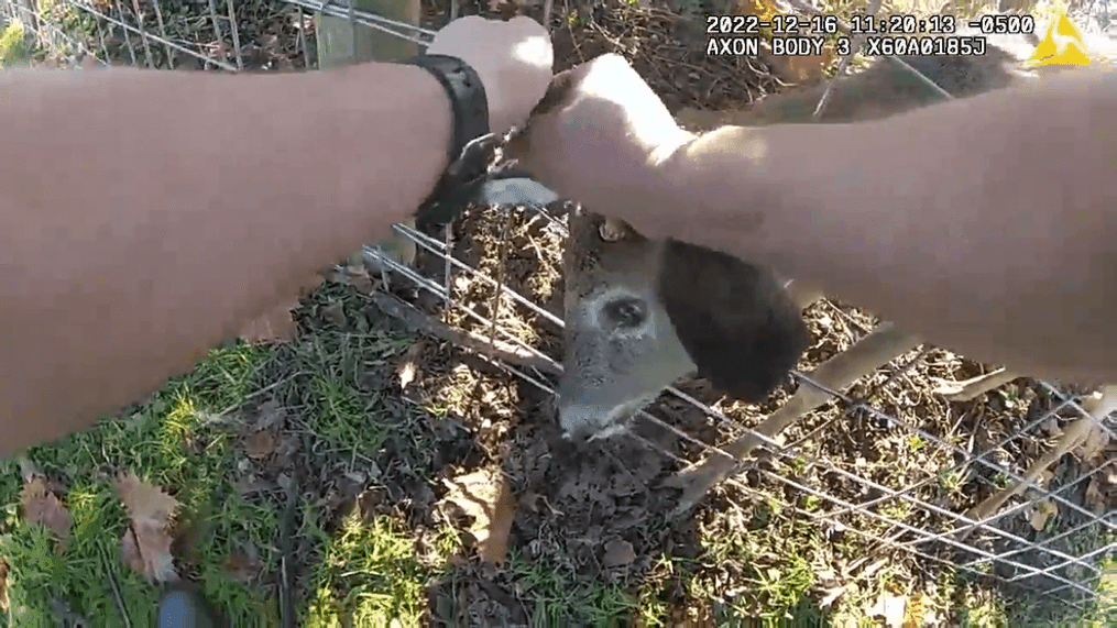 A police sergeant recused a deer after it was stuck in a fence in Anne Arundel County, Maryland on Dec. 16, 2022. (Photo: Anne Arundel County Police Department)